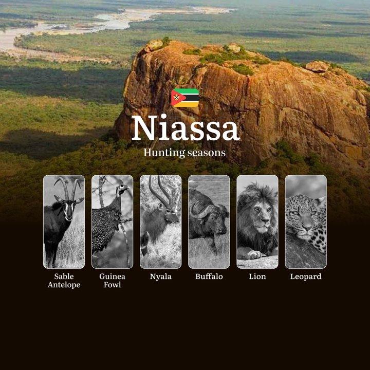 Miombo Whispers: Strategic Timing and Hunting Calendar for Niassa's Most Coveted Big Game Hunts