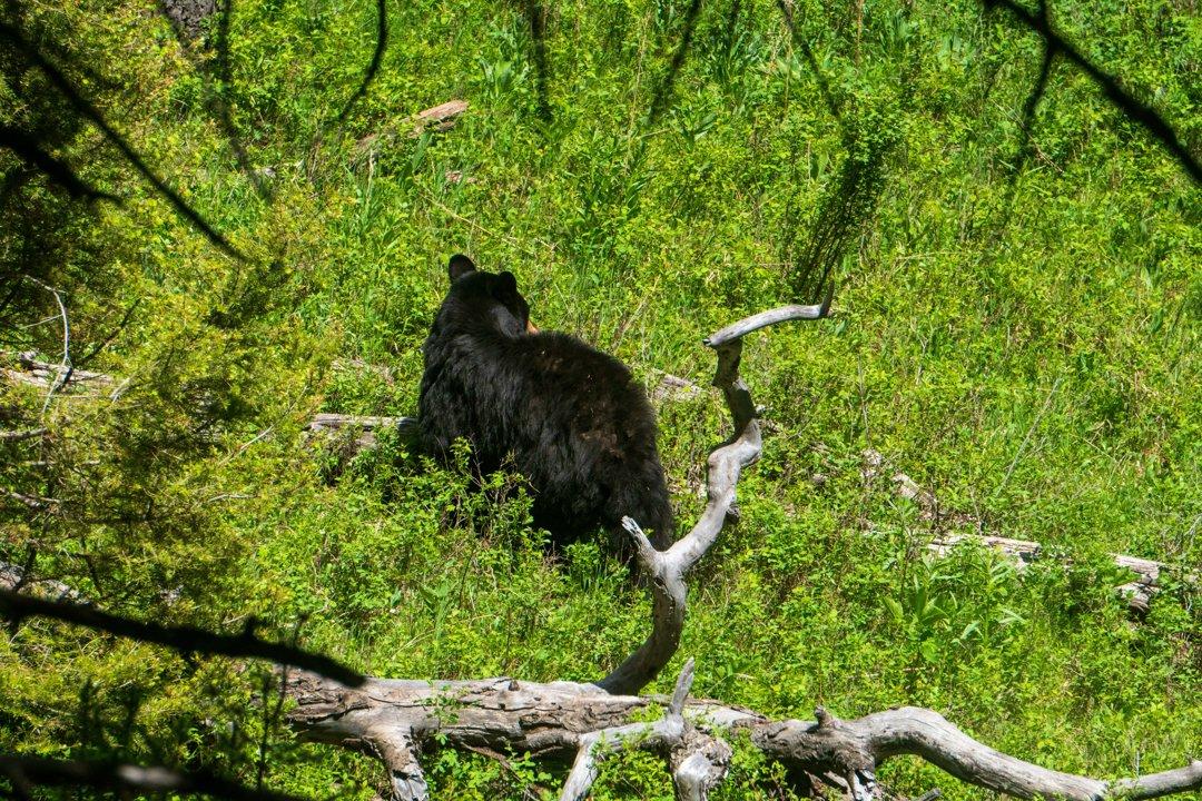 Black Bear Hunting Seasons in Florida and Louisiana Generate Crucial Conservation Funding