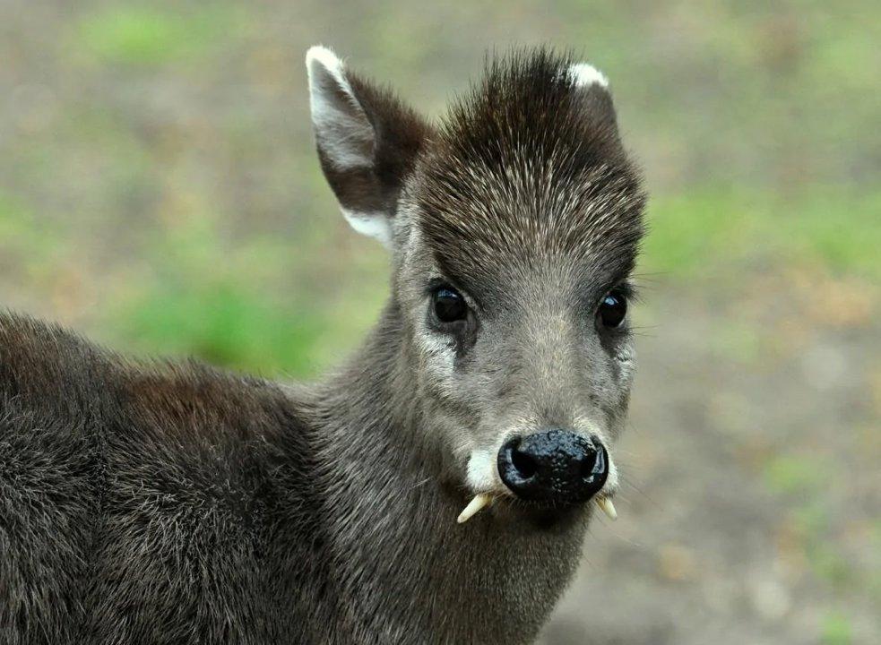 Министерство экологии Якутии объявило даты открытия сезонов охоты на кабаргу
Министерство экологии Республики Саха (Якутия) официально сообщает о начале и окончании сез