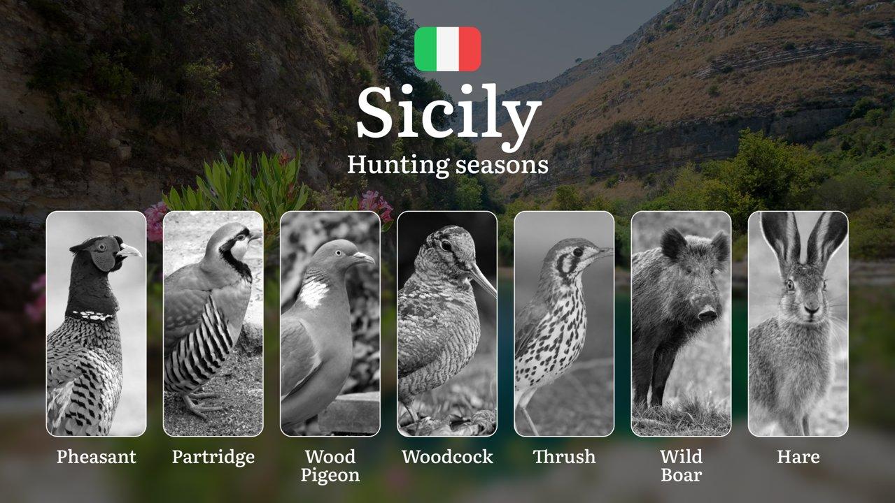 Sicily Hunting Seasons and Calendar: Ancient Traditions Meet Modern Dates in Nebrodi and Madonie Ranges

Regulation and Hunting Periods in Sicily

Sicily's hunting season