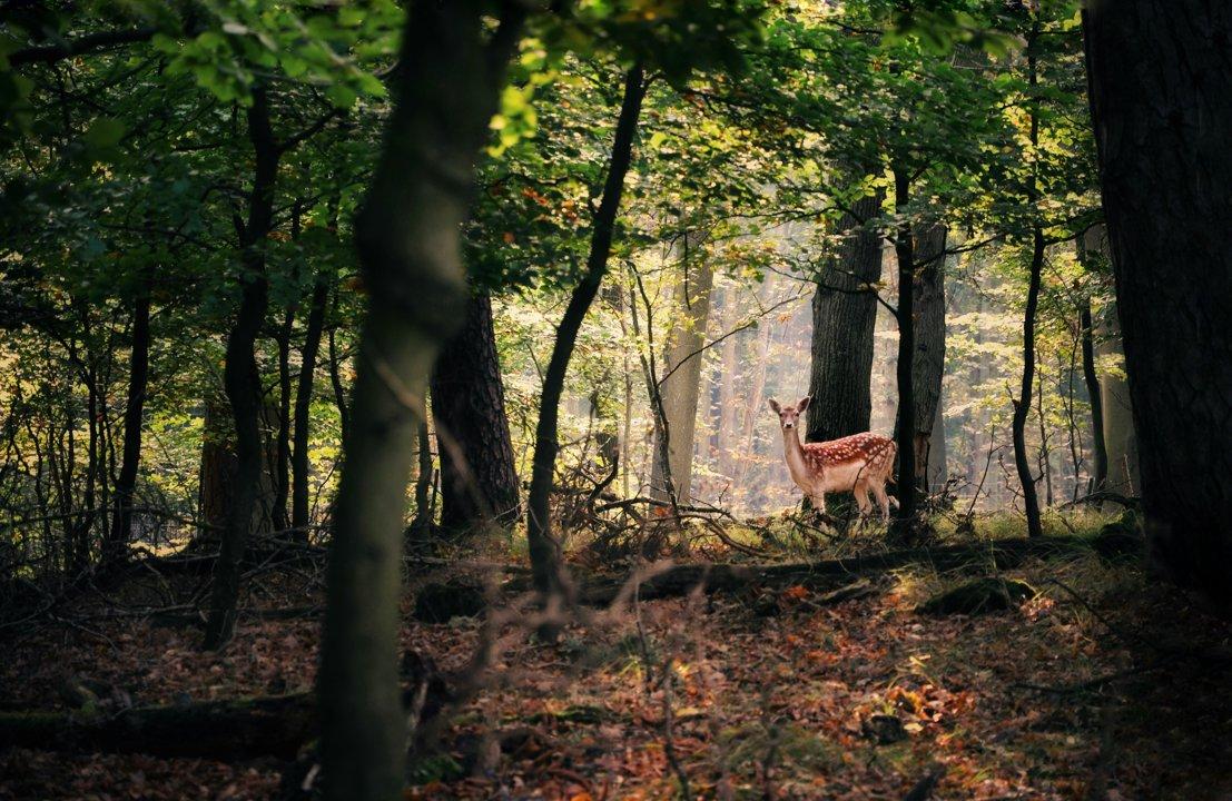 La Chasse dans le TARN: Explorez les Types de Chasse, Naviguez dans la Législation et Découvrez des Traditions