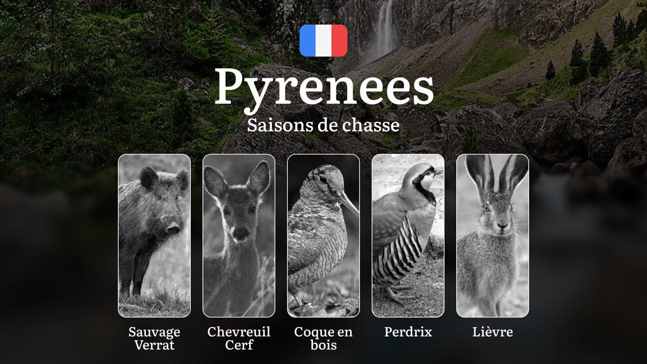 Saisons de Chasse dans les PYRÉNÉES: Dates Clés, Réglementation en Vigueur, Obtention des Licences et Sanctions en Cas de Non-respect des Règles