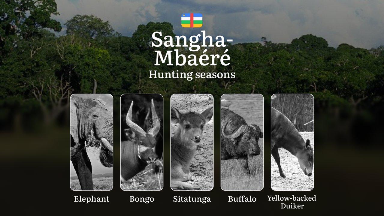 Hunting Seasons of Sangha-Mbaéré: Exploring General Hunting Rules, Legislation and Permits, Hunter Events and Cultural Experiences