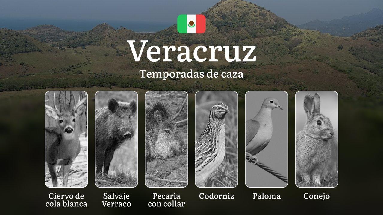 Temporadas y períodos de Caza en Veracruz: Épocas, Regulaciones y Consejos para una Temporada Exitosa