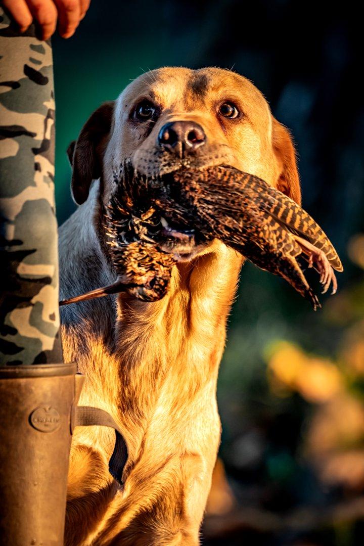 Gun Dogs