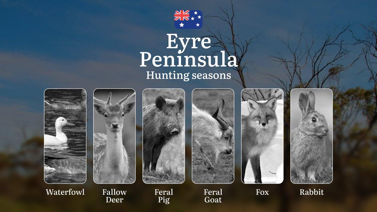 Eyre Peninsula Hunting Calendar: When Coastal Bushland Meets Outback Game - Deer, Waterfowl and Feral Pursuits

Hunting Regulations & Seasonal Framework in The Eyre Penin