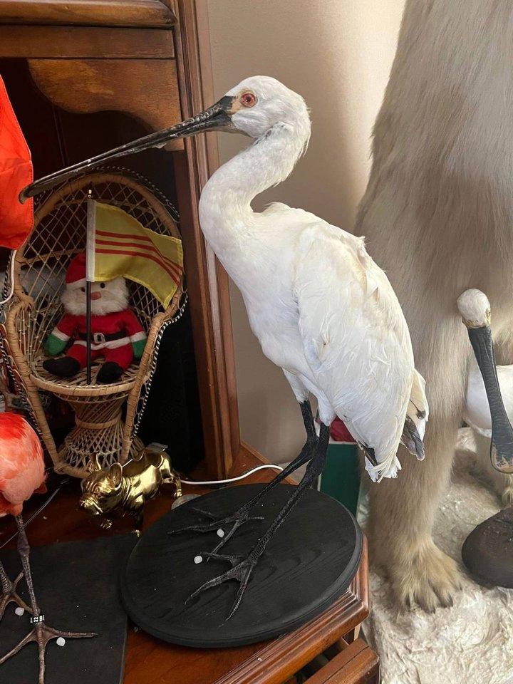 Animali 
