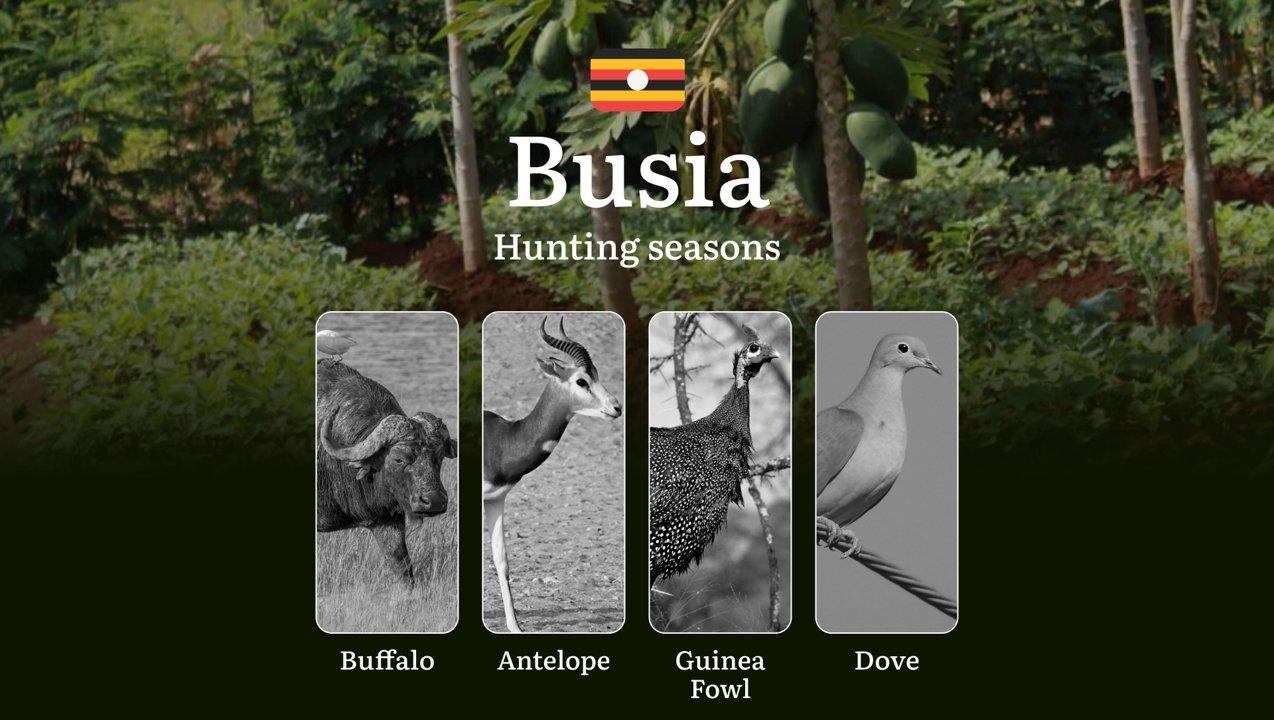 Seasonal Hunting Periods in Busia: Limits and Seasonal Prohibitions, Licensing Conditions, Fines and Legal Effects of Non-Compliance, Strategic Preparation, Best Hunting 