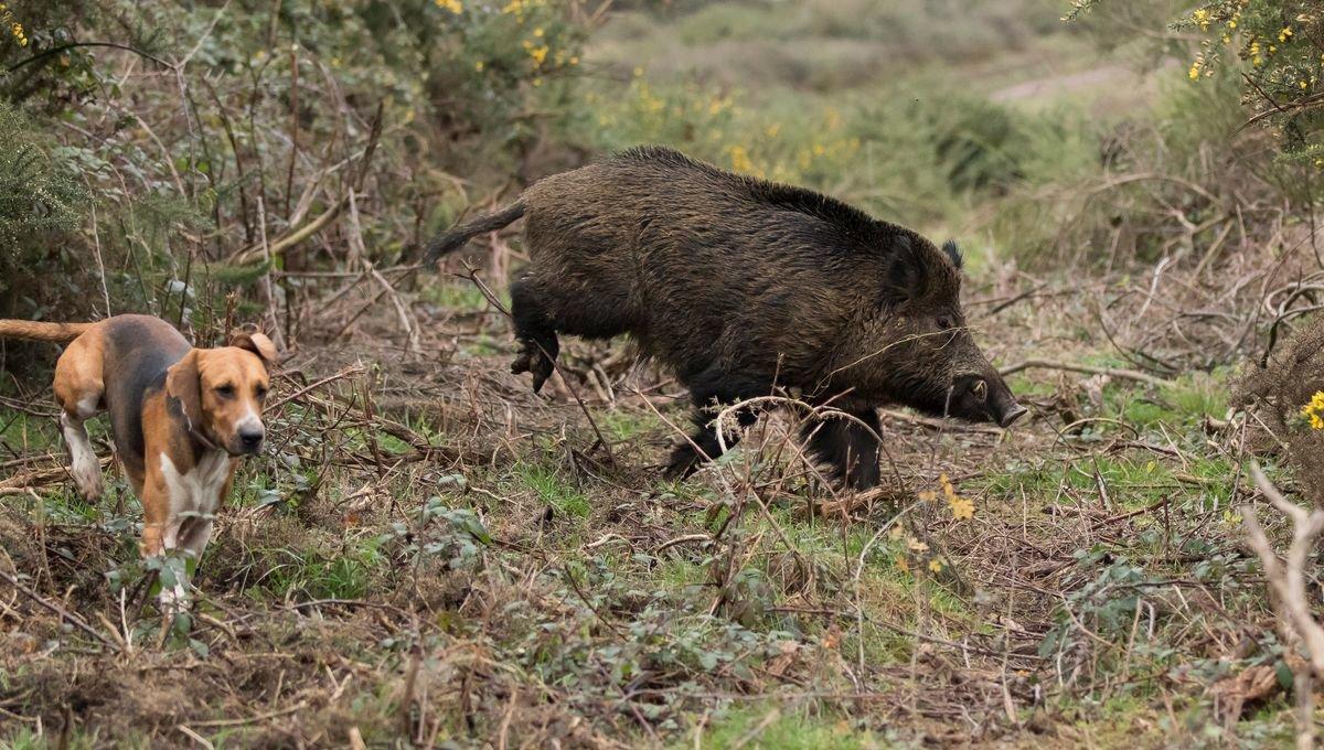 La chasse en CORRÈZE: Reliefs boisés, vallées sauvages, gibier diversifié et traditions rurales enracinées dans le sud du Massif central

Forêts profondes et reliefs du M