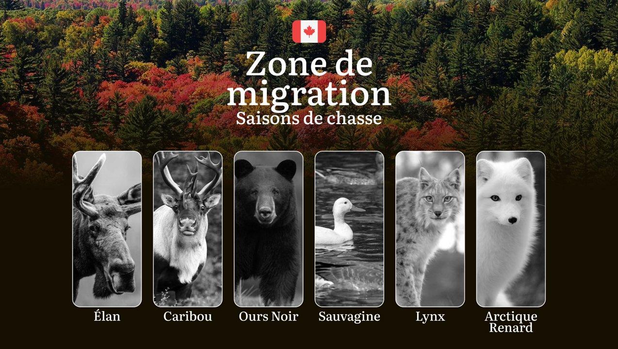 Les périodes de chasse dans la ZONE DE MIGRATION: informations essentielles sur les règles, dates clés et conseils éprouvés 

La zone de migration au Canada est un territ
