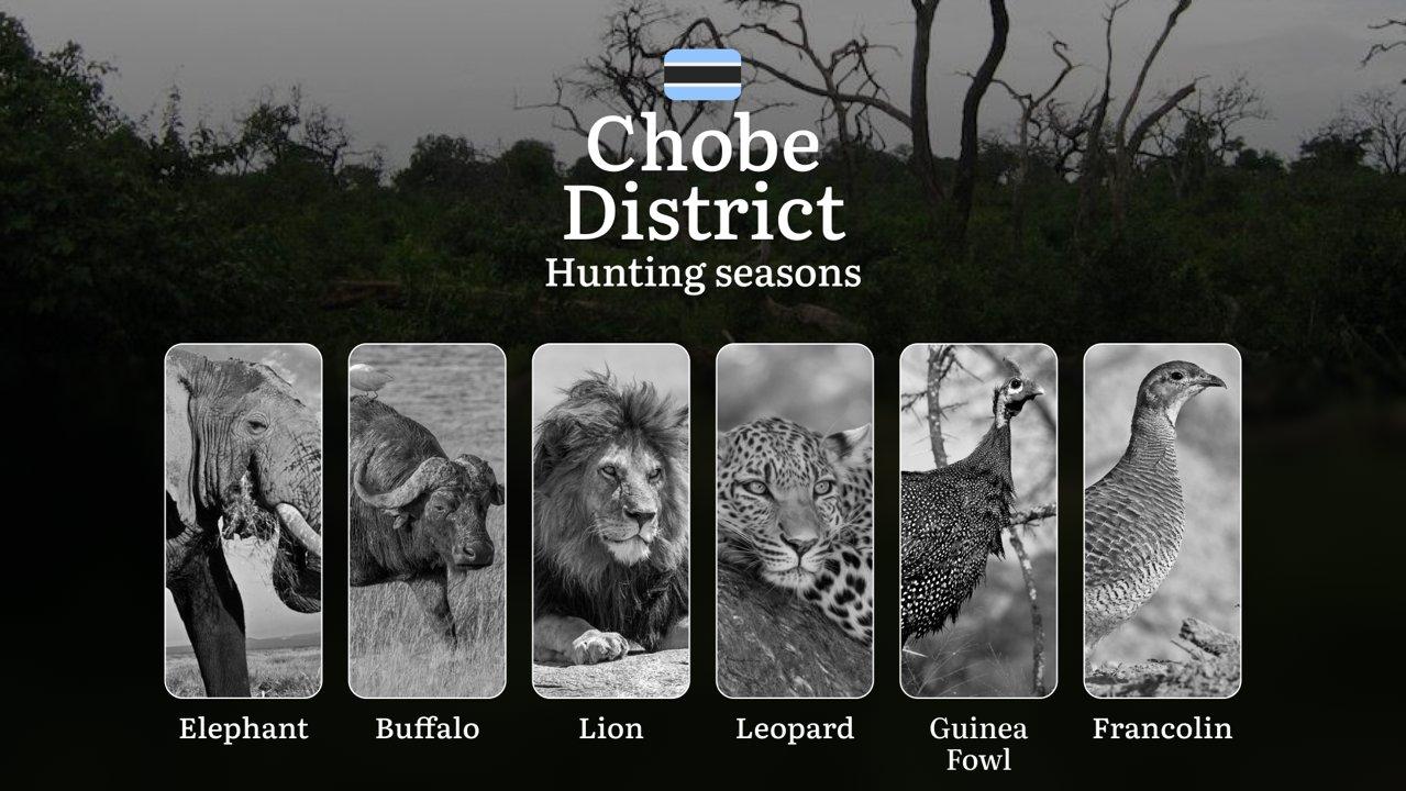 Hunting Date Ranges in Chobe District: Big and Small Game Hunting, Access Rules, Required Equipment, and Top Spots

Chobe District in Botswana is a premier hunting destin