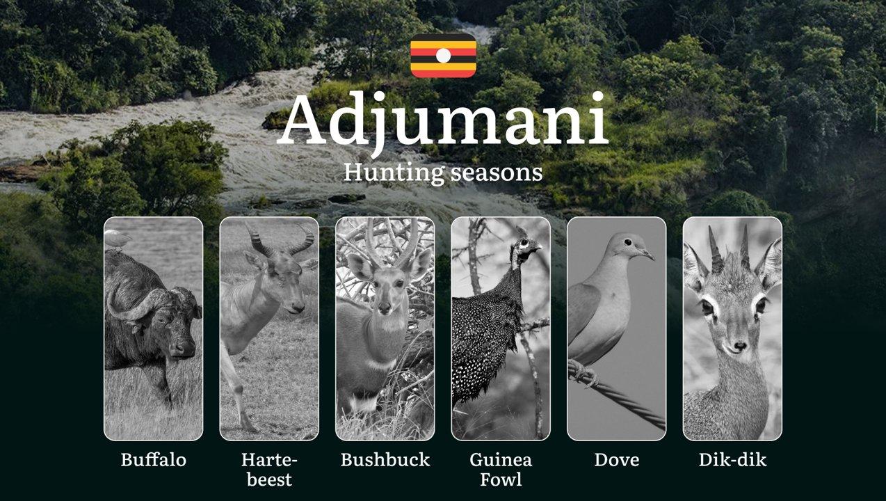 Permitted Hunting Intervals in Adjumani: Year-Round Huntable Wildlife, Seasonal Migration of Game, and the Process for Securing a Legal Hunting Permit 

Adjumani, a prime