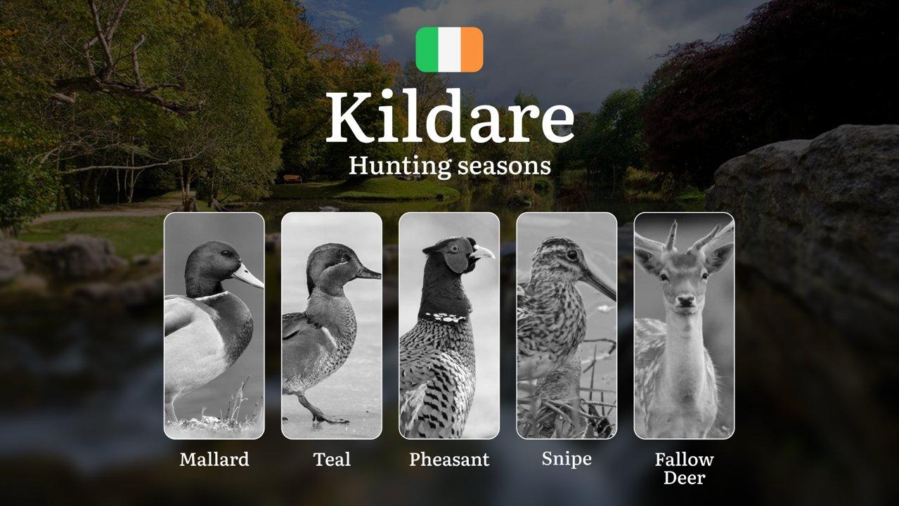 KILDARE Hunting Dates: When the Curragh Plains Come Alive - Pheasant, Snipe and Irish Field Sports Traditions

Hunting Regulations & Seasonal Framework in Kildare

County