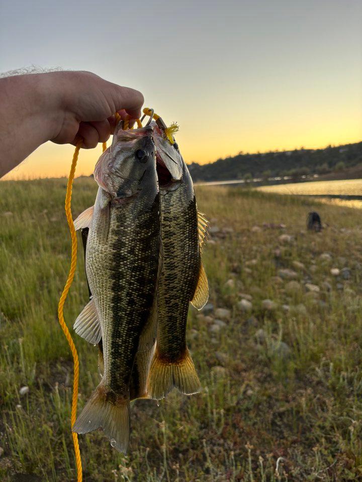 Bass