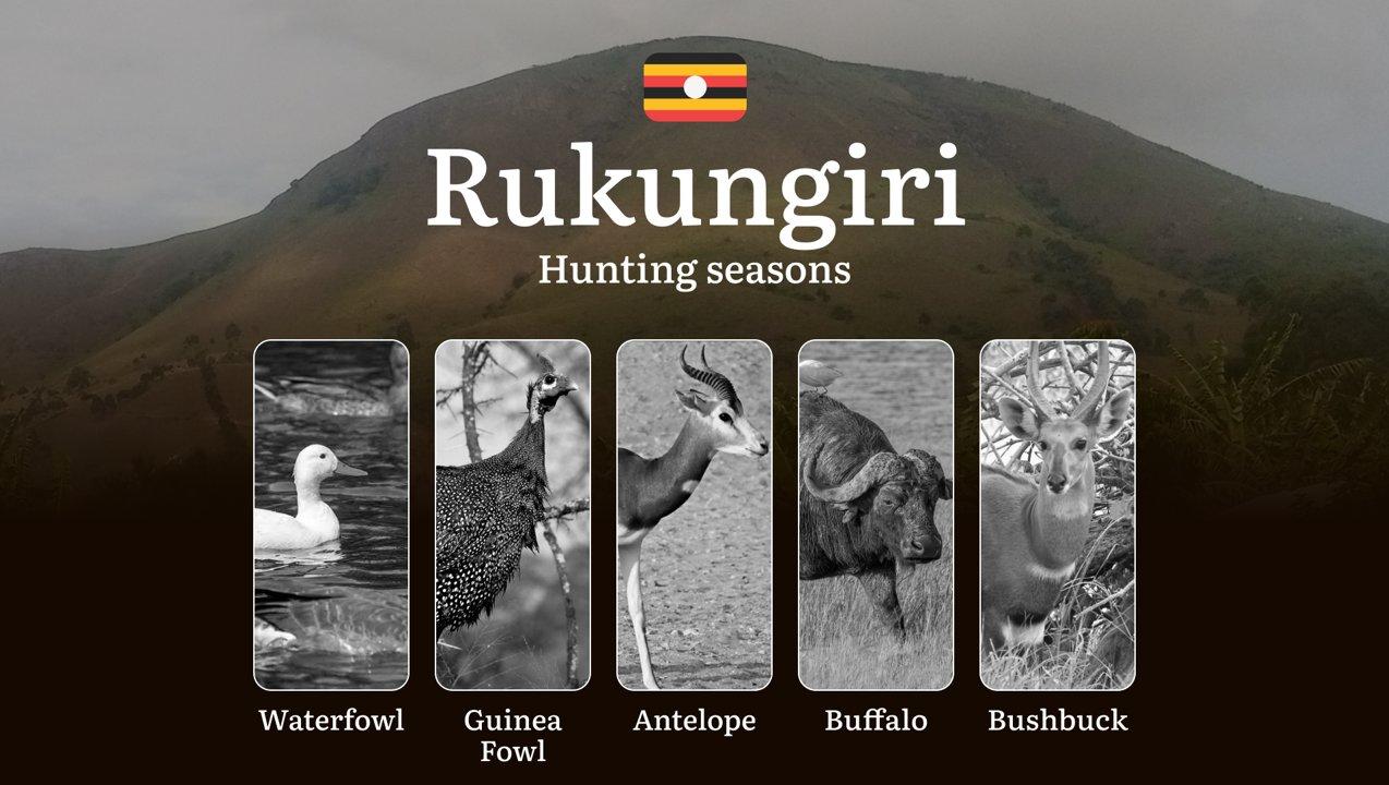 Seasonal Hunting Periods in Rukungiri: Limits and Seasonal Prohibitions, Licensing Conditions, Fines and Legal Effects of Non-Compliance, Strategic Preparation, Best Hunting Times, Gear Choices