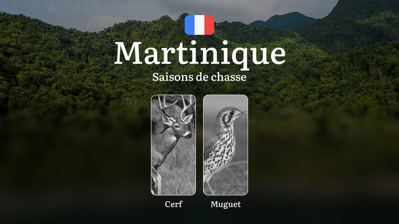 Saisons de Chasse en MARTINIQUE: Règles Générales, Calendrier de Chasse, Périodes Clés, Espèces Protégées et Obligations Légales