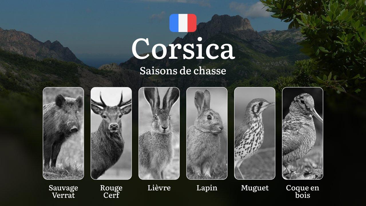 Saisons de chasse en CORSE: Calendrier Détaillé, Règles à respecter et Conseils Pratiques
