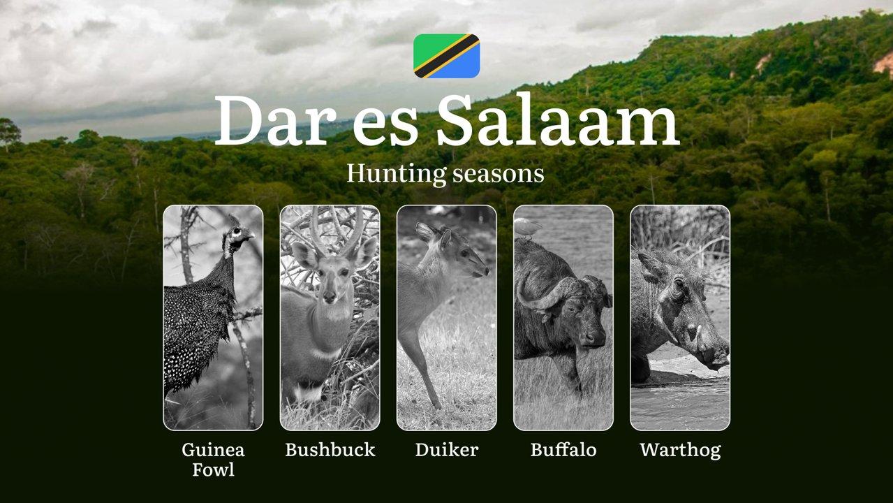 Hunting Periods and Permits in Dar es Salaam: A Detailed Look at Game Movement Throughout the Year, Seasonal Limits, and How to Apply for a Hunting License in the Area 