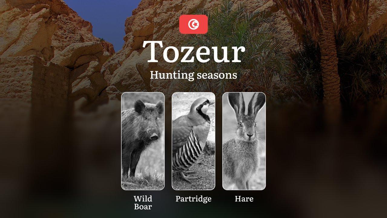 Hunting Seasons in TOZEUR: Optimal Periods, Game Activity, Protected Species, Licensing Procedures, General Hunting Rules and Practical Recommendations