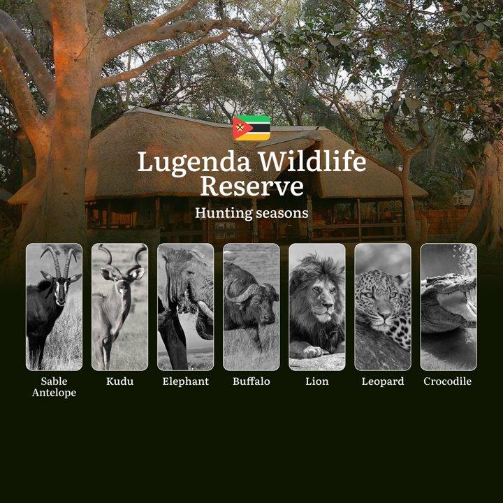 From Leopard in Kopjes to Buffalo in Floodplains: Hunting Calendar, Hunting Tactics, and Peak Opportunities Across Lugenda’s Unique Ecosystems