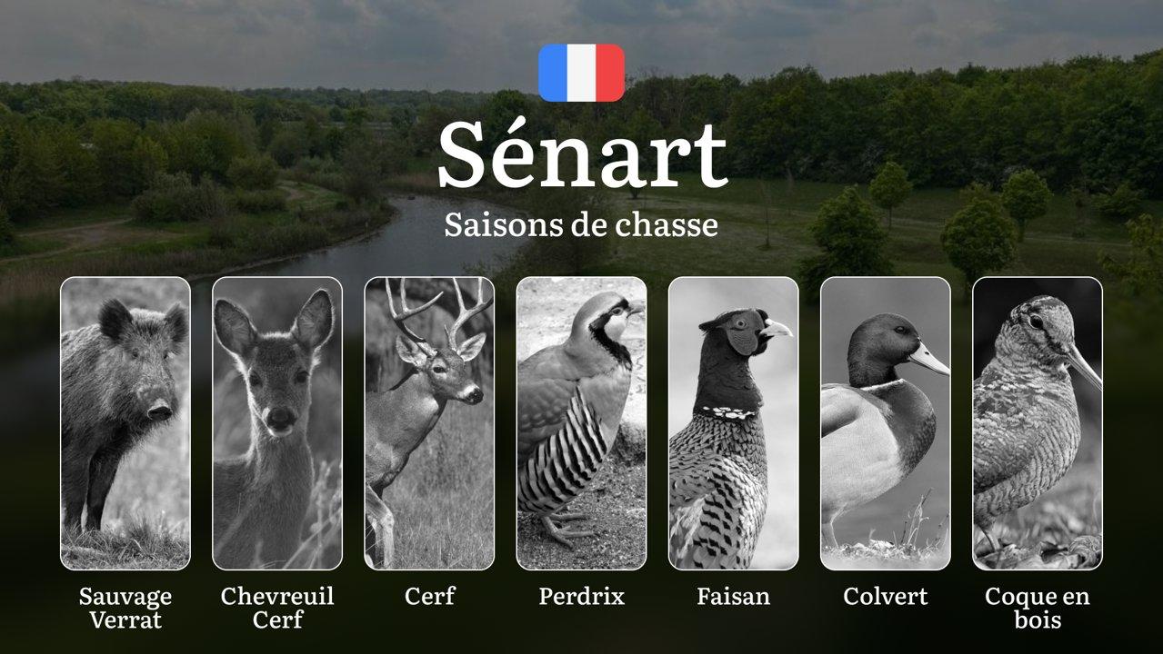 Saisons de Chasse en SÉNART: Dates Officielles, Règles Générales, Périodes Clés et Conseils Pratiques  