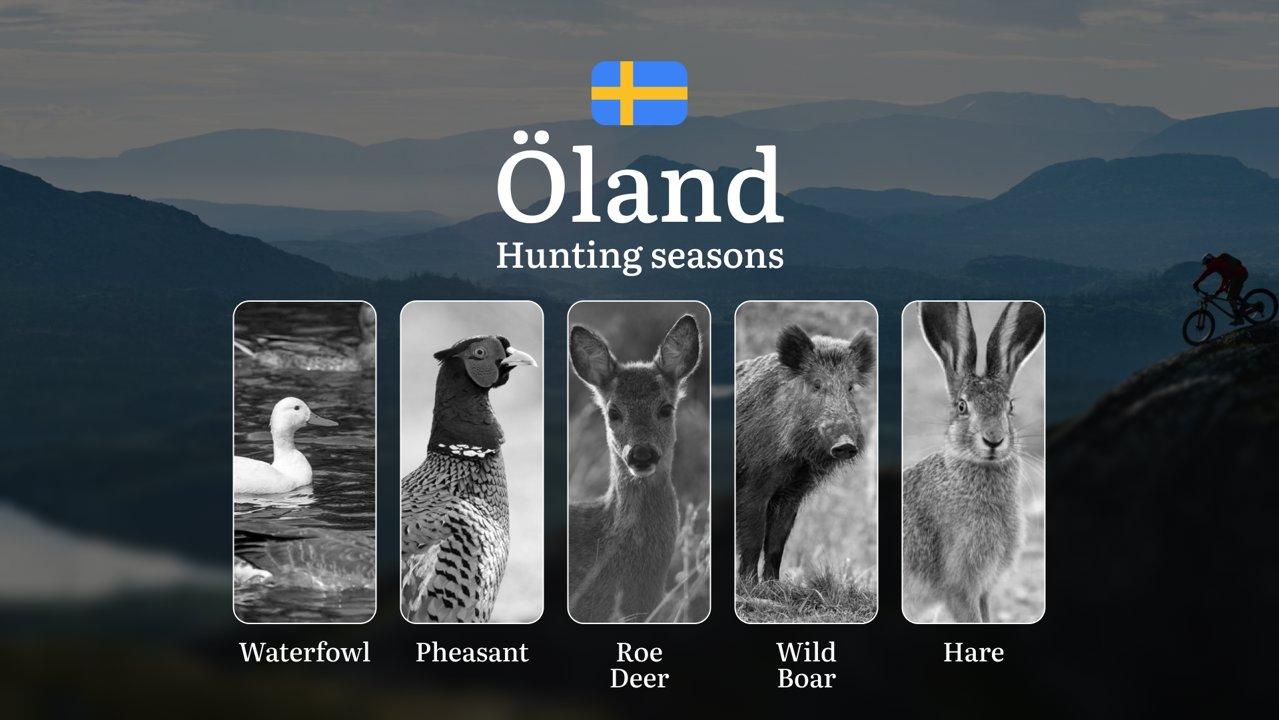 Hunting Periods and Local Rules in ÖLAND: Species You Can Hunt Throughout the Year, Seasonal Activity of Game, and the Steps to Get a Legal Hunting License in the Region
