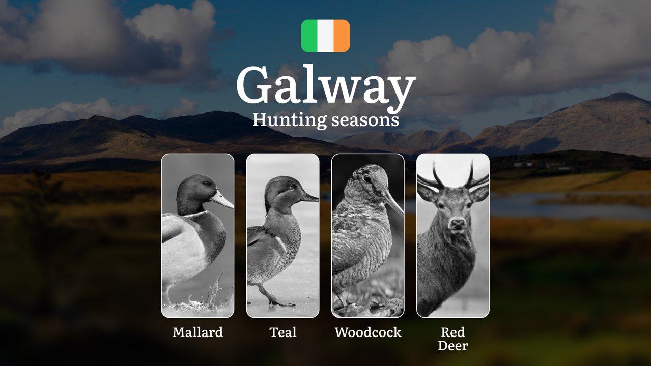 The Hunter's Calendar in GALWAY: Seasonal Patterns, Legal Frameworks, and When the Wild Offers Its Best

Hunting Regulations & Seasonal Framework in Galway

County Galway
