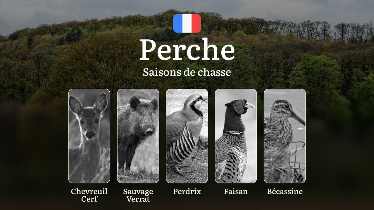 Saisons de Chasse dans le PERCHE: Périodes Officielles, Réglementations Locales, Protections Environnementales, Procédure d'obtention des permis et Responsabilités Légales