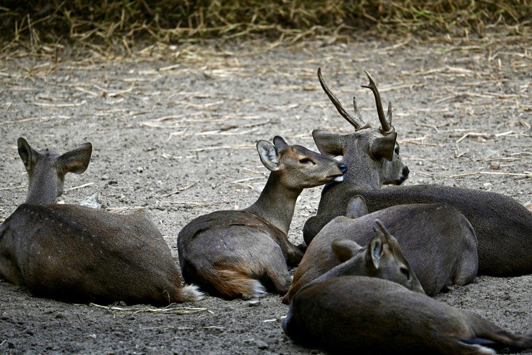 Court Imposes $120,000 Penalty for Illegal Hog Deer Hunting in Victoria