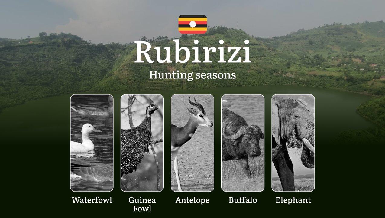 Permitted Hunting Intervals in Rubirizi: Year-Round Huntable Wildlife, Seasonal Migration of Game, and the Process for Securing a Legal Hunting Permit