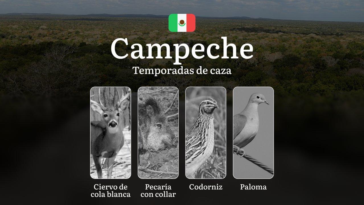 Temporadas y períodos de Caza en Campeche: Patrones Estacionales y Normativas, Cómo Obtener un Permiso 
