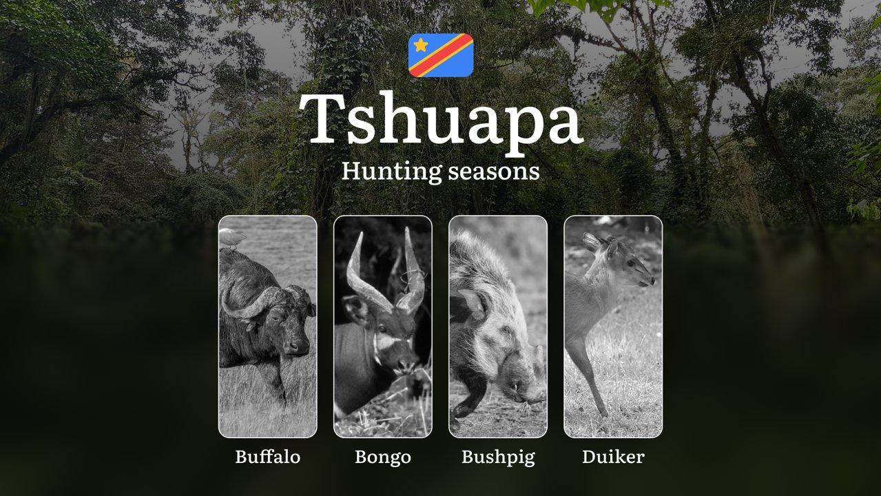 Hunting Seasons in Tshuapa (DRC): Permitted Seasons, Temporary Prohibitions, Licensing Regulations, Penalties for Infractions, Tactical Planning, and Gear Selection

Hunt