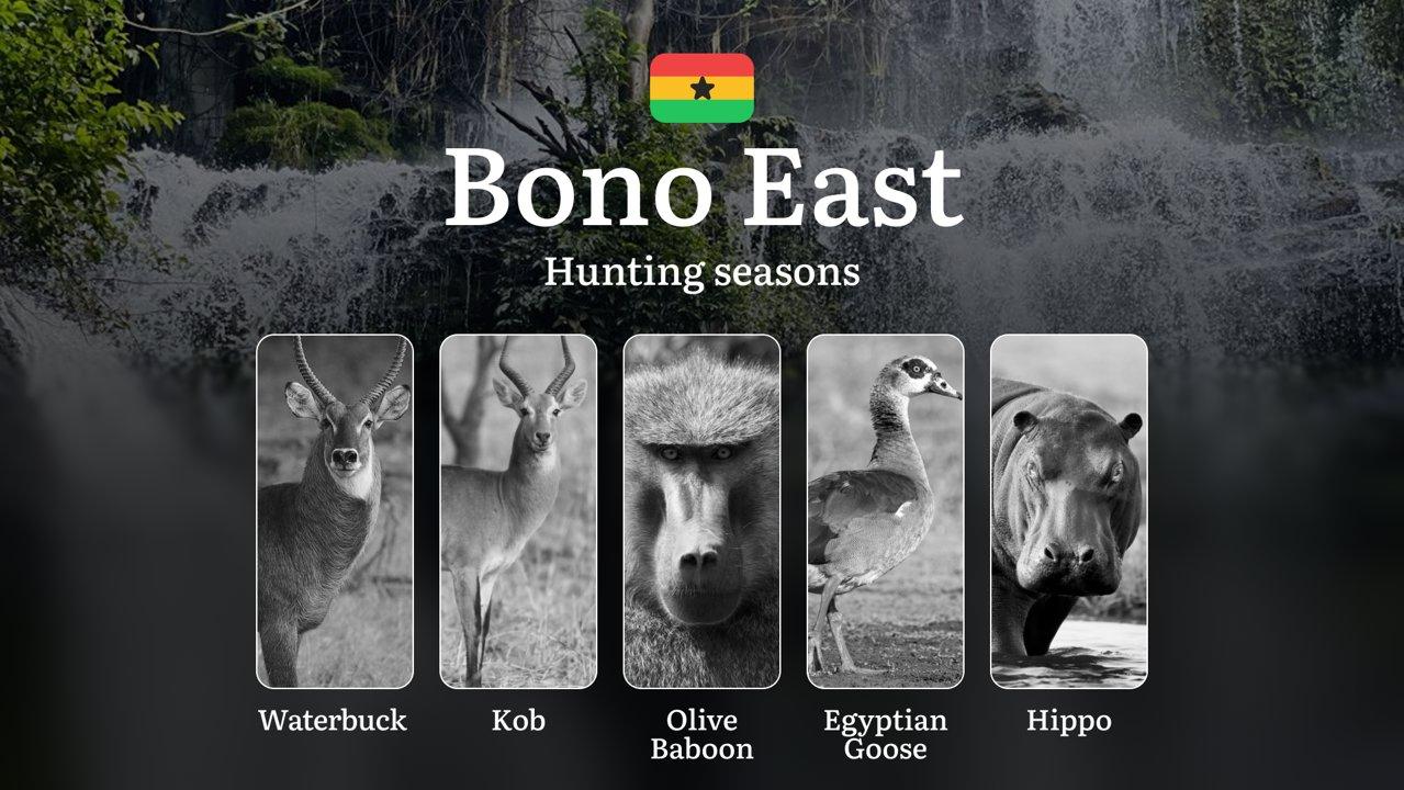 Hunting in Bono East: Understanding Hunting Calendar, Legal Permits and Restrictions, Local Hunting Traditions

Hunting Seasons and Legal Framework in the Bono East Regio