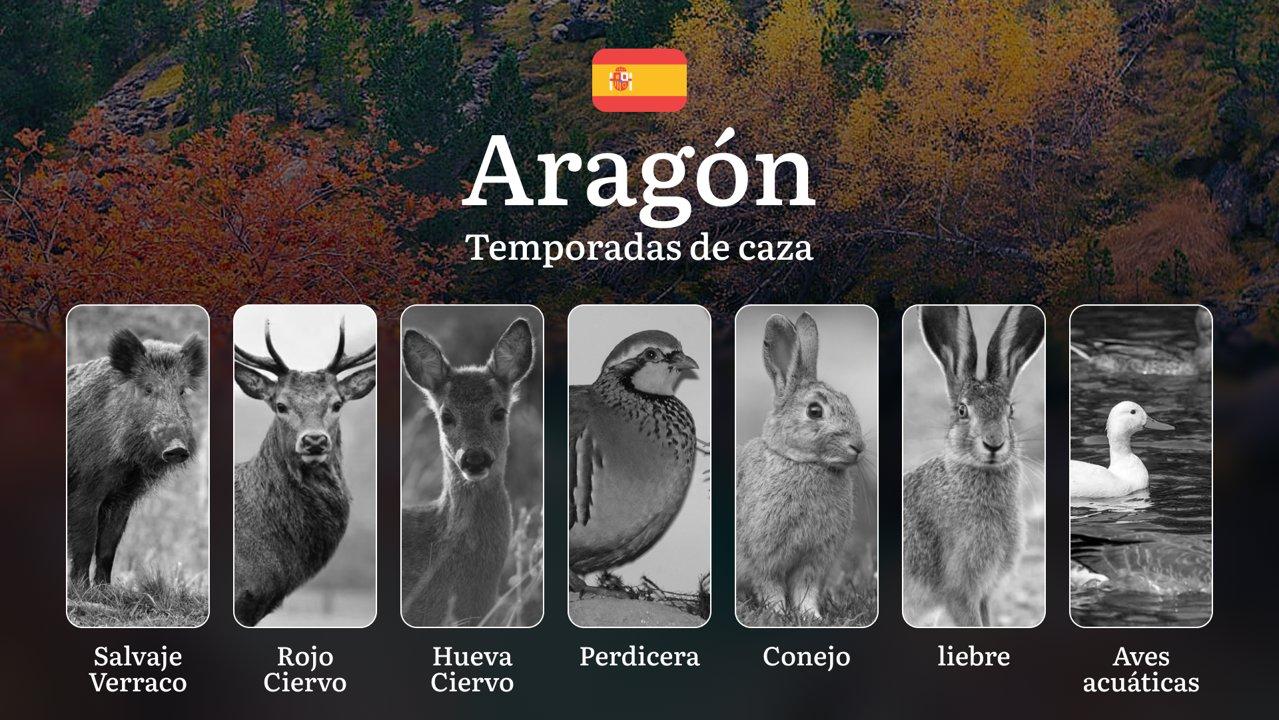 Todo lo que Debes Saber sobre la Caza en ARAGÓN:  Temporadas y períodos de caza, Regulaciones, Especies Permitidas y Estrategias para una Temporada Exitosa