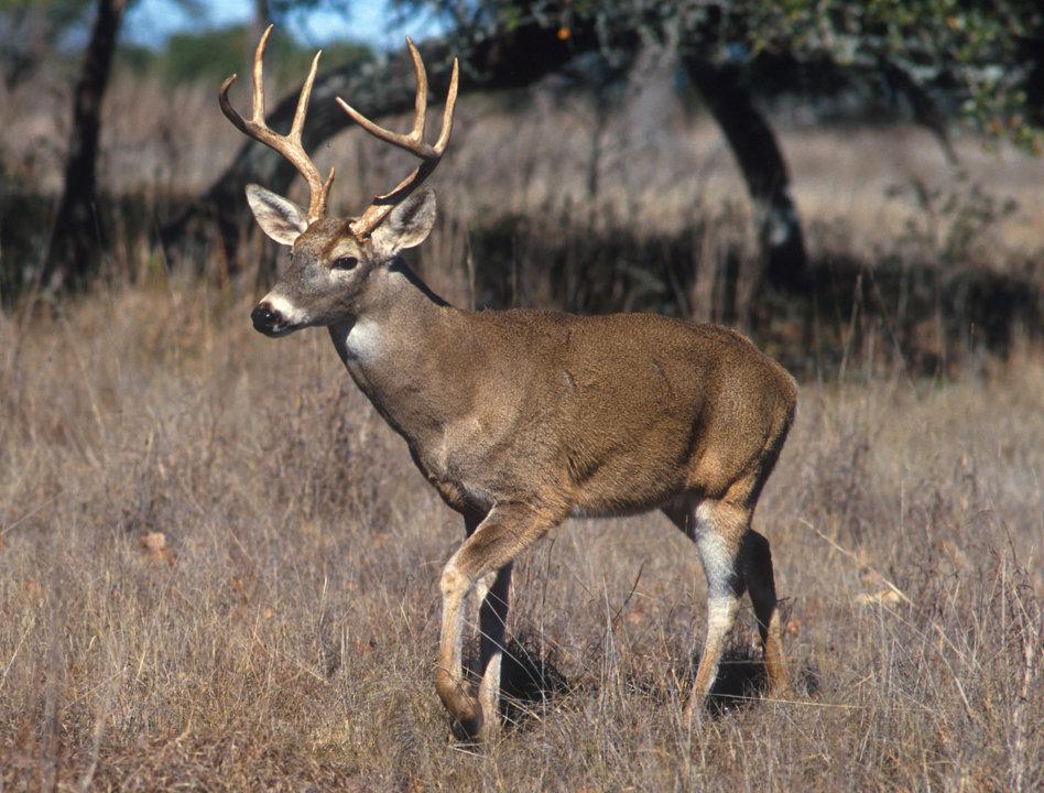 Chasse au cerf de Virginie: la fin de semaine de la relève revient au Québec les 1er et 2 novembre 2025 

Le ministère québécois de l’Environnement et de la Faune annonce