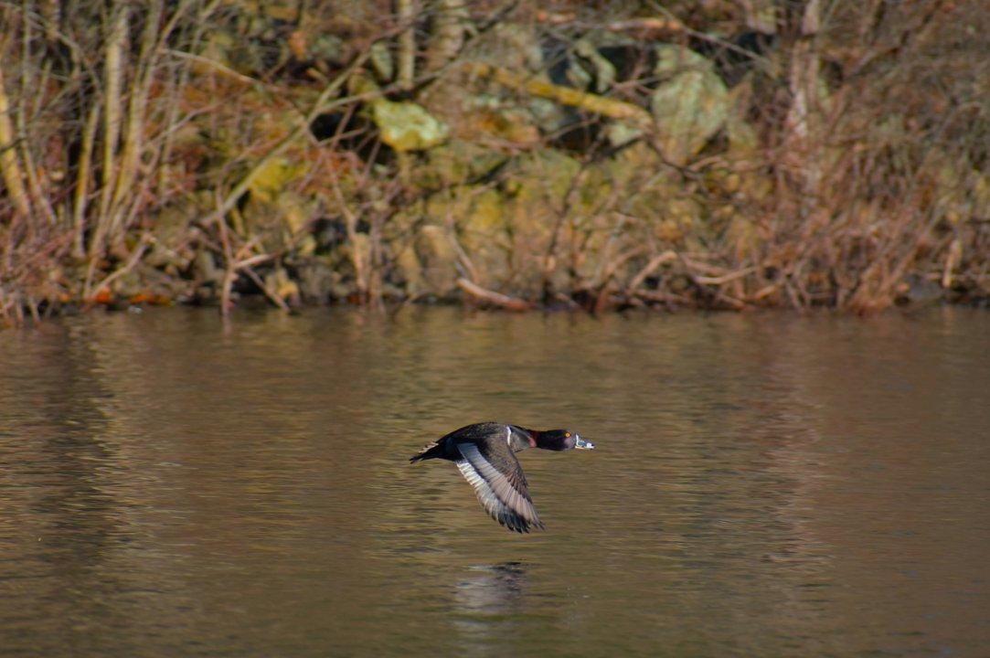 Wisconsin Hunting and Trapping Seasons Expand in October 2025