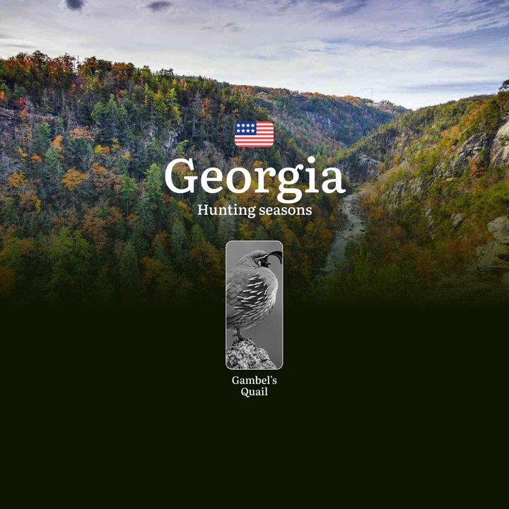 Quail Hunting in Georgia, USA: Seasons, Licenses, Rules, and Best Times for Hunting, Restrictions and Prohibitions 