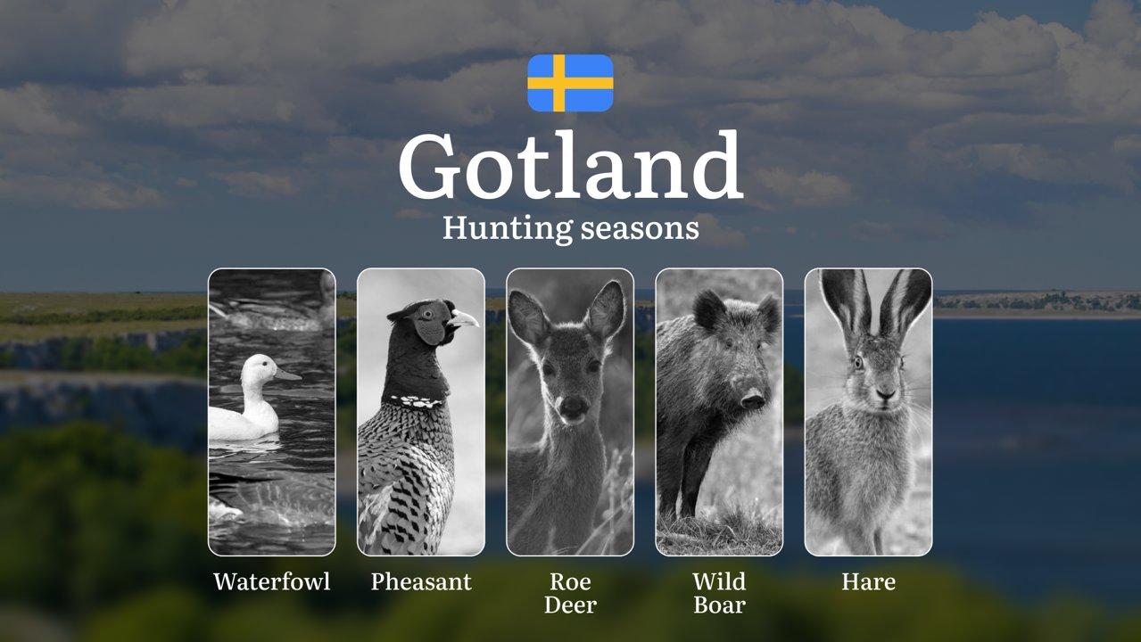 Hunting Periods and Permits in GOTLAND: A Detailed Look at Game Movement Throughout the Year, Seasonal Limits, and How to Apply for a Hunting License in the Area