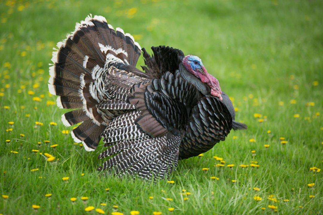Pennsylvania Fall Hunting Seasons 2025: Turkey, Pheasant, Grouse, and Goose Hunts Open Statewide