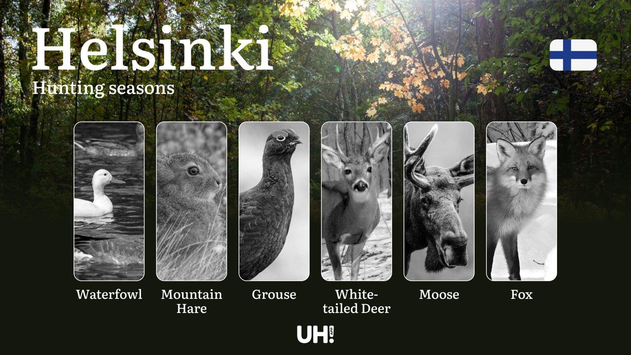 Hunting Seasons in HELSINKI: Key Periods, Regulations, Seasonal Variations and Practical Tips 