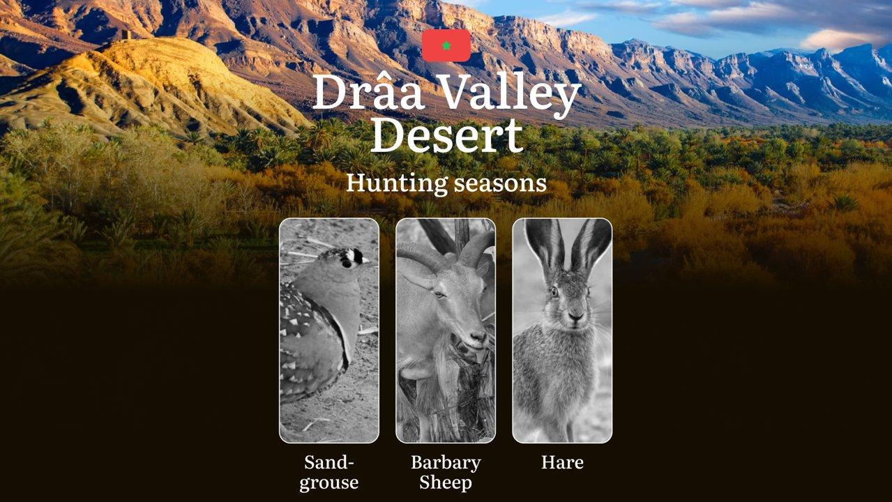 Hunting Periods and Permits in Drâa Valley Desert: A Detailed Look at Game Movement Throughout the Year, Seasonal Limits, and Licensing Requirements and Application Process
