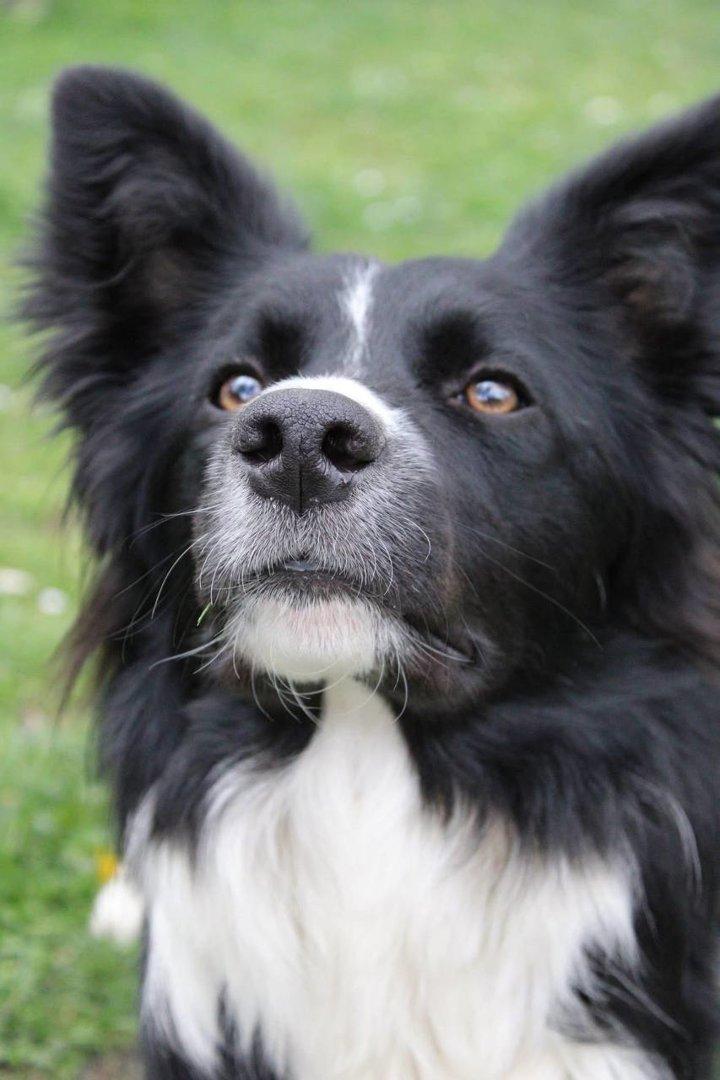 Lovely dog