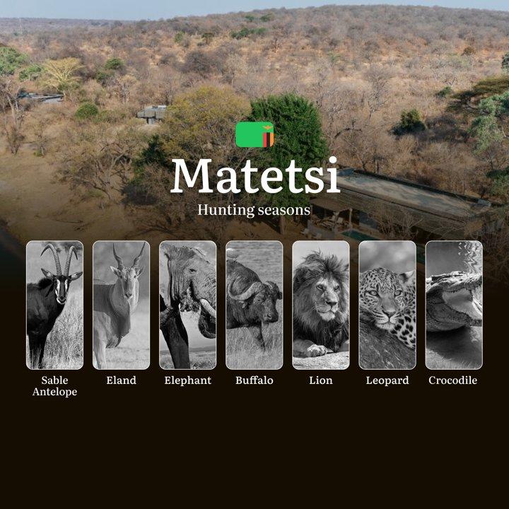 The Zambezi's Hunting Calendar: How Water, Wind and Wildlife Shape Matetsi's Seasons