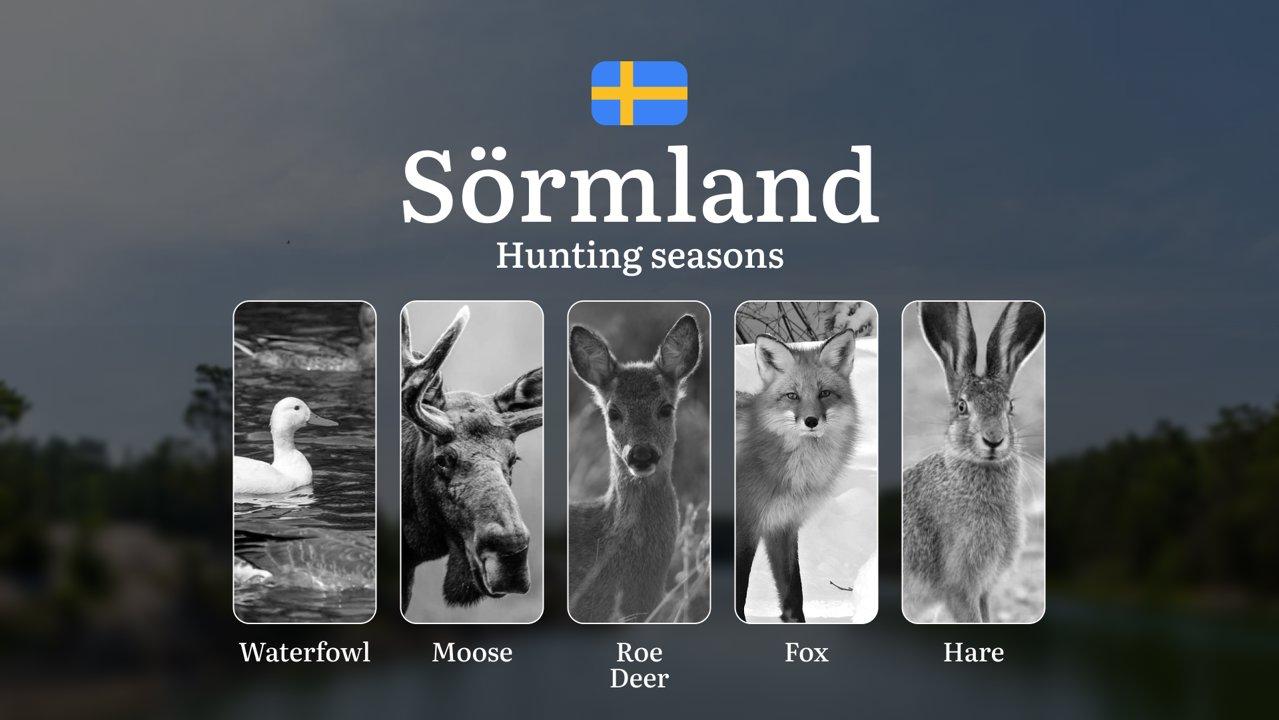 Hunting Seasons and Regulations in SÖRMLAND: Seasonal Patterns and Game Activity, How to Obtain a Hunting License in the Region

Planning your hunt in Sörmland? Understan