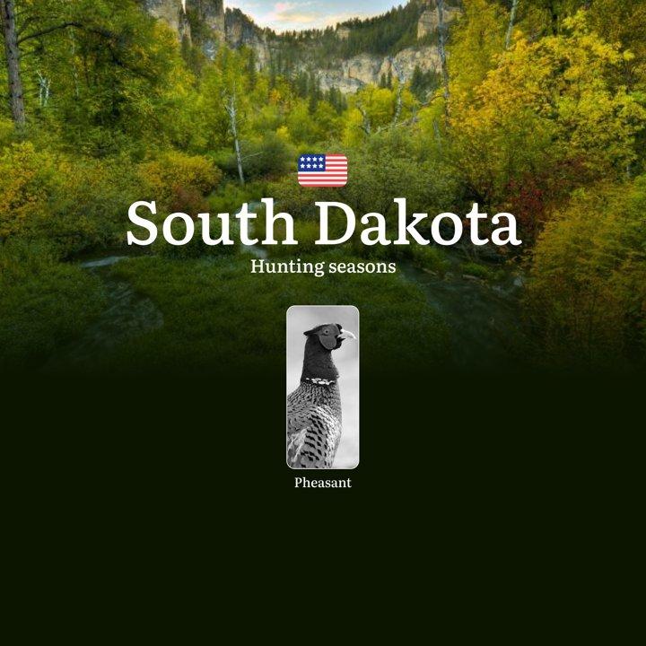 South Dakota: <strong>Pheasant</strong> <strong>Hunting</strong> Seasons and Dates, Licenses, Rules, Penalties for Violating <strong>Hunting</strong> Regulations

Key Reg