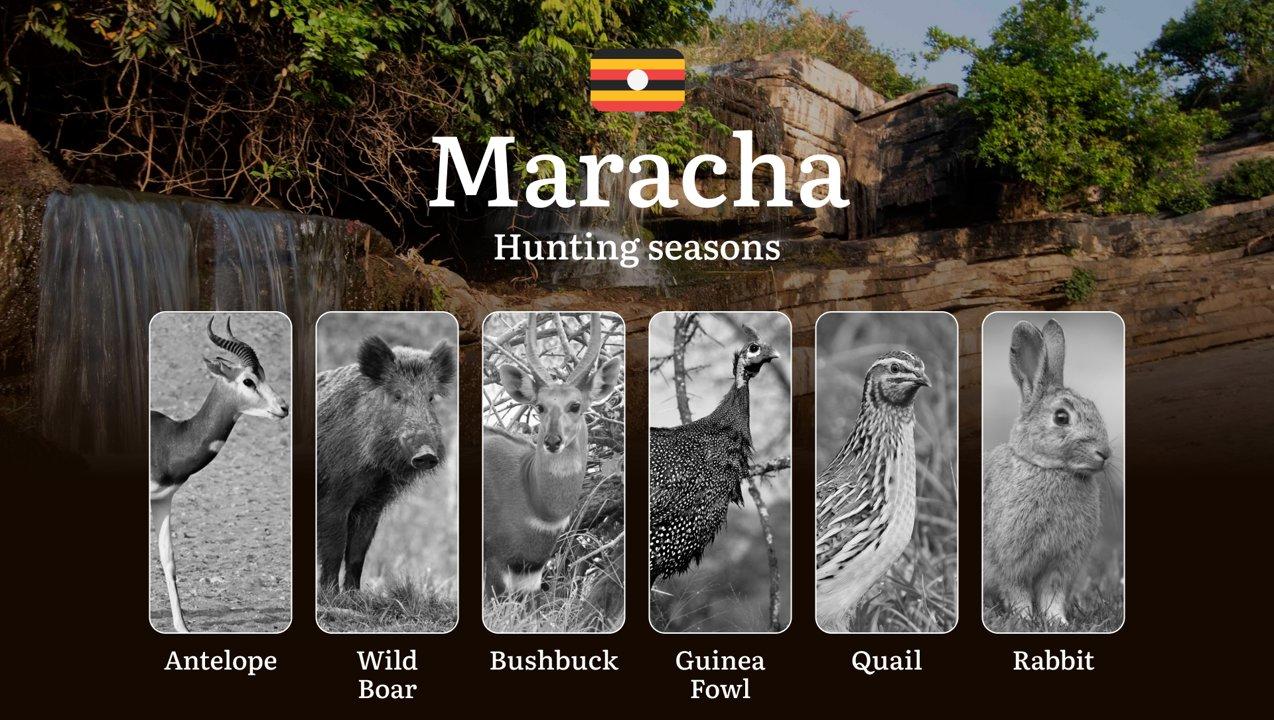 Permitted Hunting Intervals in Maracha: Year-Round Huntable Wildlife, Seasonal Migration of Game, and the Process for Securing a Legal Hunting Permit