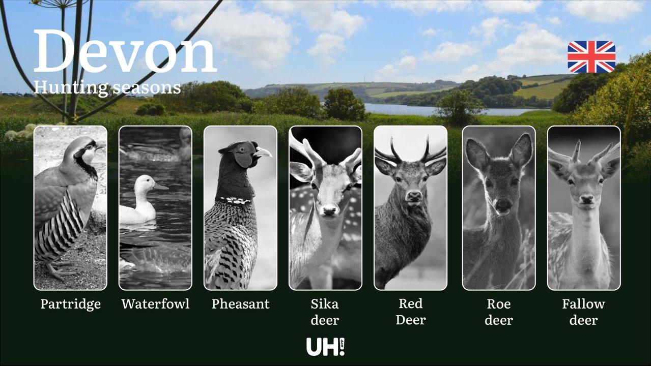Devon’s Hunting Seasons, Protected Species, Legal Requirements, Fines, and Tips: Regional Game Regulations, Equipment, Licensing, and Responsible Wildlife Management