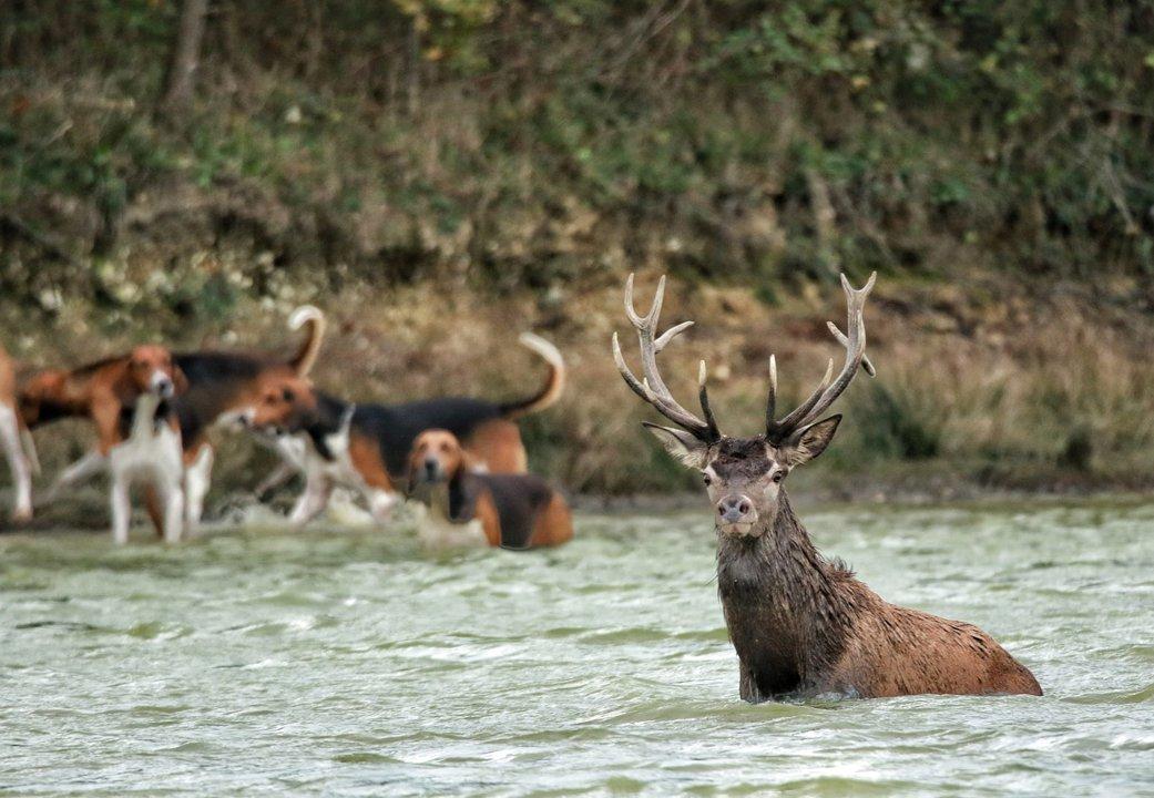 🦌