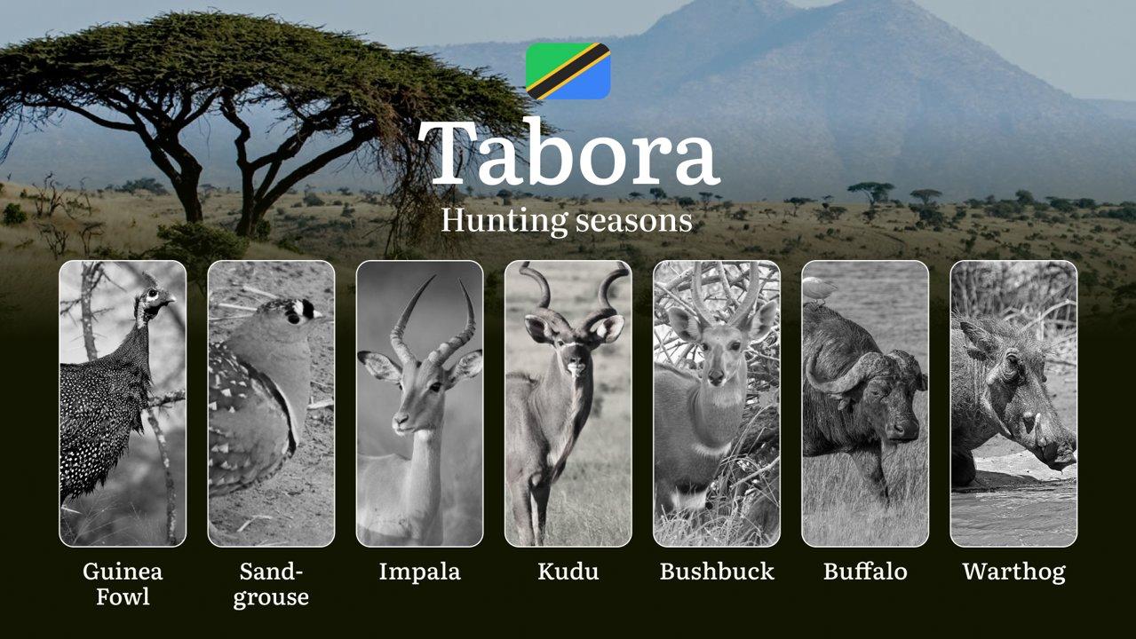 Official Hunting Timeline in Tabora: Legal Limits and Seasonal Bans, Licensing Rules, Fines and Consequences for Breaches, Strategic Planning, Best Timing, Equipment Choices