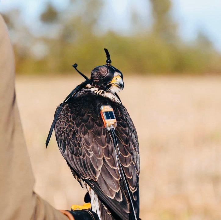 Best Falconry Telemetry Systems: GPS & Radio Tracking for Falcons.